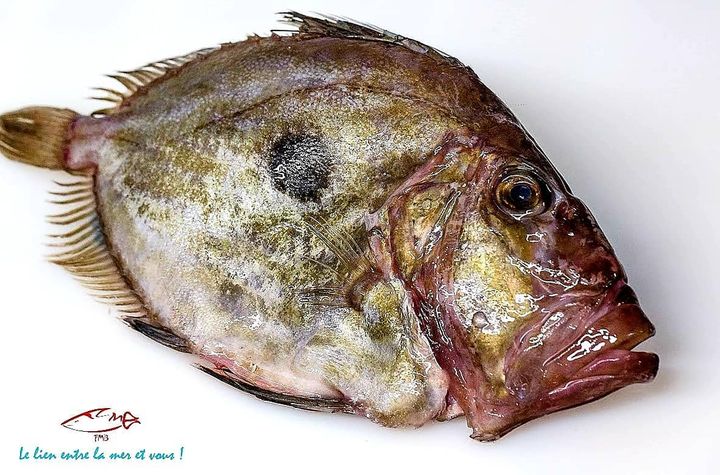 Arrivage de St Pierre ,juste magnifique ! Www.fmbmonaco.com 
±33645023121 
#foodsecurity #bestfish #deliveries #yachtchef #monaco #monaco🇮🇩 #monacolife #poissonnerie #strongtogether