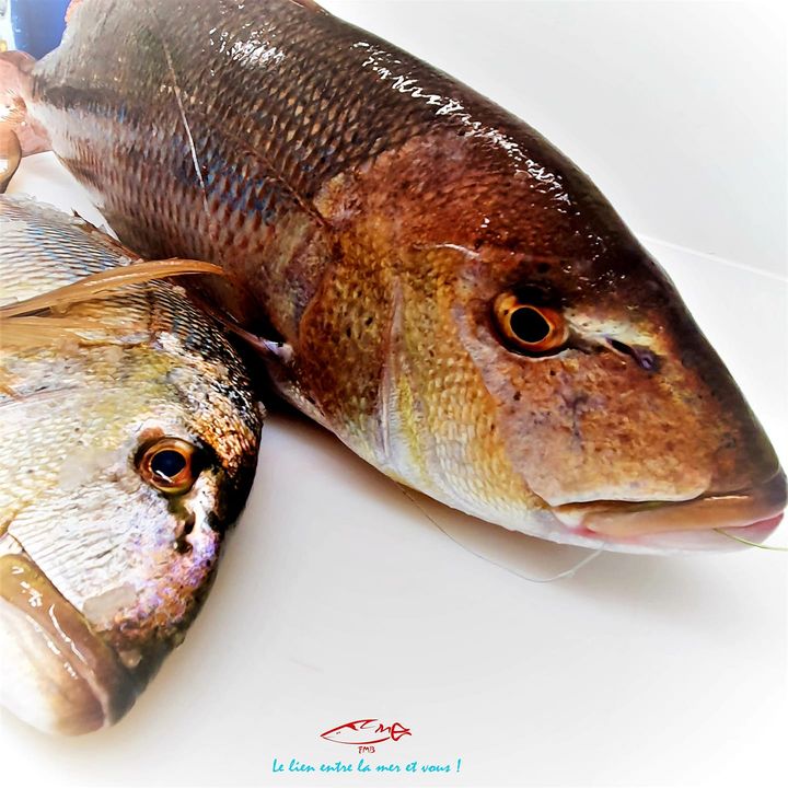 Arrivage de Denti Méditerranée cette nuit . Pièces de 1 à 1.5k superbes . Livraison dès demain matin . Www.fmbmonaco.com 
+33 6 45 02 31 21 #monacolife #monaco #poissonnerie #delivery #livraisonadomicile #cheflife #freshfish #traçabilité