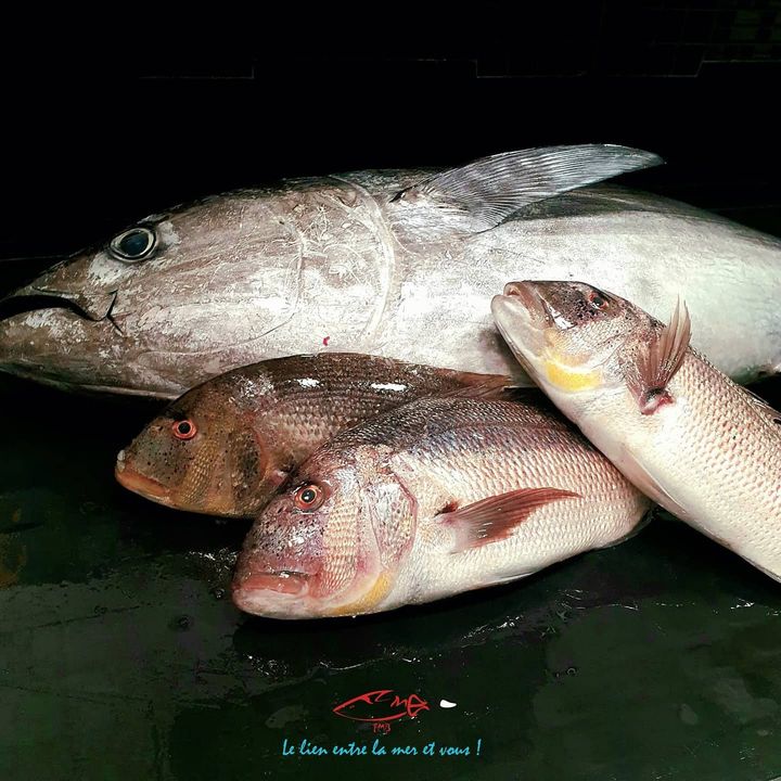 Thon Rouge et denti magnifiques pêche locale de nos amis palangriers. #monacolife #localfish #poissonnerie #monaco #bluefintuna #cheflife #traçabilité #pechelocale #formonacocustumers
