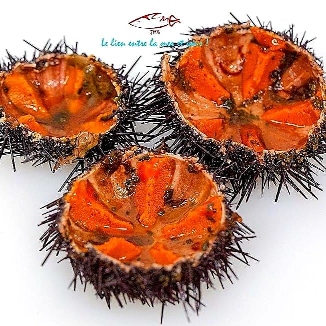 Fin de la saison, les derniers oursins arrivent cette nuit pour livraison dès demain. Www.fmbmonaco.com 
+33 6 45 02 31 21 
#seaurchin #seafood #monaco #deliveries #delivery #monacolife #seafoodlover #poissonnerie #traçabilité #bestquality #foodsecurity