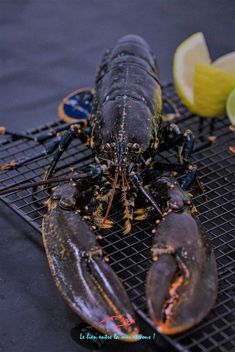 Homard bleu vivant , live blue lobster www.fmbmonaco.com 
#monacolife #delivery #traçabilité #yachtchef #poissonnerie #monaco #seafood
