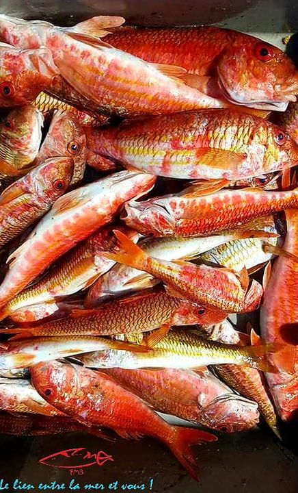 Très jolis rougets de Roche pour livraison dès demain matin. Www.fmbmonaco.com #bestfish #delivery #traçabilité #seafood #monacolife #monaco #catering #yachtchef