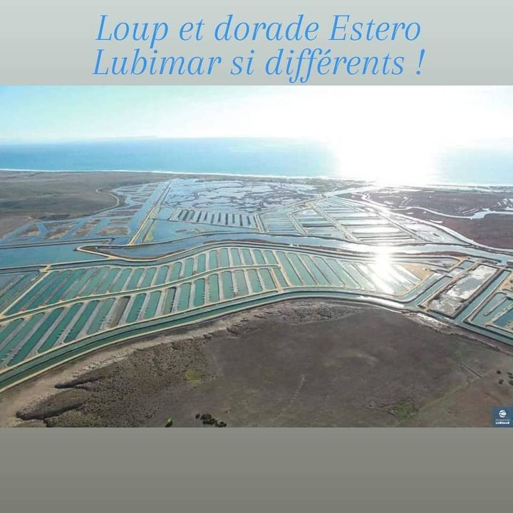 Loup et dorade Estero Lubimar tellement différents !! Www.fmbmonaco.com #esteroslubimar #bestfish #wholesalers #seabream #seabass #monaco🇮🇩 #poissonnerie #traçabilité #monacolife