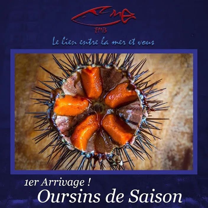 Les 1ers oursins de saison est ouverte 🙂 arrivage cette nuit pour livraison chez vous dès demain matin .. #seafood #monaco #seaurchin #monacolife #wholesalers #poissonnerie #cheflife🔪 #yachtlife #delivery