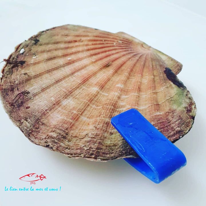 C est la saison de la coquille st Jacques. Arrivage cette nuit pour livraison dès demain matin .
#poissonnerie #deliveryservice #monacolife #monaco #fishop #yachtlife #cheflife